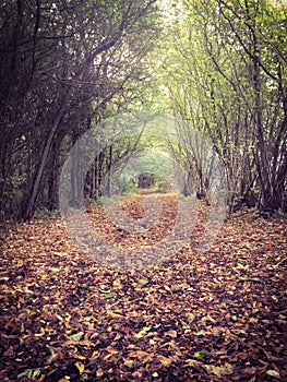 Autumn or fall path through the forest.