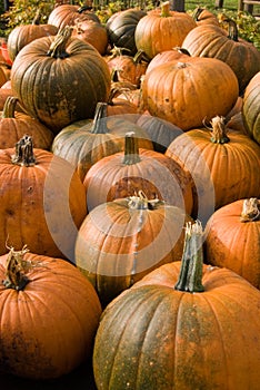 Autumn (Fall) Pumpkins