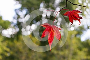 Autumn or Fall Red Leaves with space for text