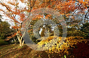 Autumn. Fall scene. Beautiful Autumnal park. Beauty nature scene. Autumn landscape, Trees and Leaves, foggy forest in