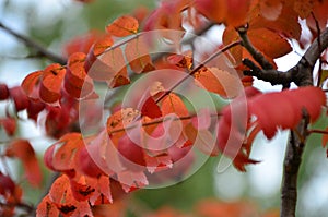 Autumn. Fall scene. Beautiful Autumnal park. Beauty nature scene. Autumn Trees and Leaves, foggy forest in Sunlight Rays