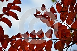 Autumn. Fall scene. Beautiful Autumnal park. Beauty nature scene. Autumn Trees and Leaves, foggy forest in Sunlight Rays