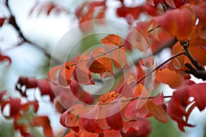 Autumn. Fall scene. Beautiful Autumnal park. Beauty nature scene. Autumn Trees and Leaves, foggy forest in Sunlight Rays