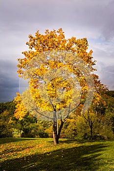 Autumn Fall Season Changing Leaves Contrast Single Tree Alone Forest Independent Orange Yellow Red Leaves Plant Field Landscape P