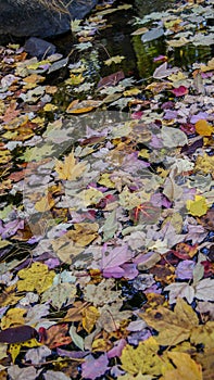 Autumn fall season colorful golden vibrant maple leaves floating in the water in Massachusetts, New England