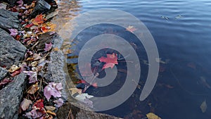 Autumn fall season colorful golden vibrant maple leaves floating in the water in Massachusetts, New England