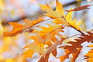 Autumn / Fall Sky Background - Golden leaves