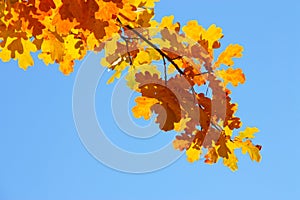 Autumn / Fall Sky Background - Golden leaves