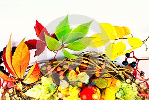 Autumn Fall - Stillife - Bright Colors