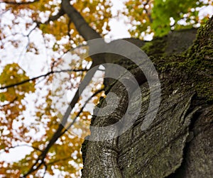 Autumn fall tree in forest with brown branches and yellow orange green leaves in park on a sunny day outdoor background image from