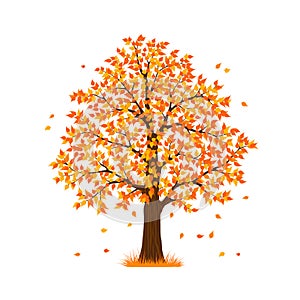 Autunno declino un albero 