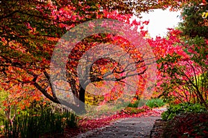 Autumn fall tree leaves beside pathway at Mt Tomah botanical gardens, Blue Mountains, Australia photo