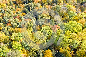 Autumn fall trees tree forest woods colorful leaves season aerial photo view