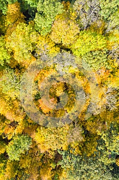 Autumn fall trees tree forest woods colorful leaves season aerial photo view background portrait format