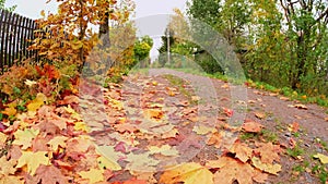 Autumn fall view of road with yellow orange maple leaves in garden forest or park. Colorful maple leaves during autumn