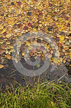 Autumn fall yellow orange red colorful leaves in lake water background texture