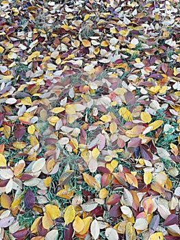 Autumn fallen colorful leaves on green grass in the park close-up