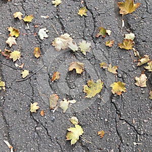 Autumn fallen foliage on dark gray asphalt with large cracks. Abstract background.