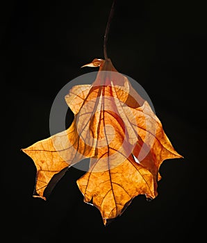 Autumn Fallen Leaf Against Dark Background
