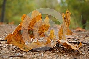 Autumn with fallen leaf lying on the ground. Trees moulting due to the tide. Wet days and depression prone.