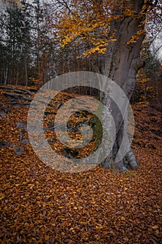 Autumn fallen leaf tree evening forest lake