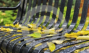 Autumn fallen leaves with drops of rain on a park bench