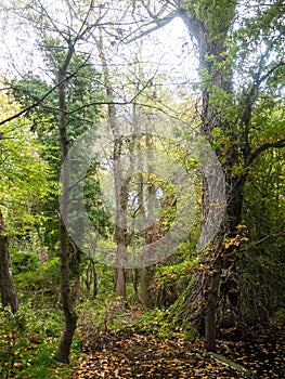 Autumn fallen leaves forest trees nature landscape lake wivenhoe