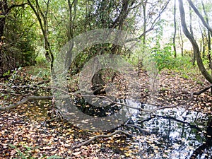 Autumn fallen leaves forest trees nature landscape lake wivenhoe