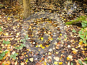 Autumn fallen leaves forest trees nature landscape lake wivenhoe