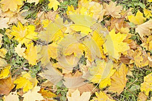 Autumn fallen leaves on the grass