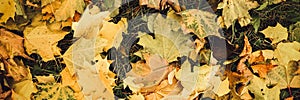 autumn fallen leaves of a maple tree on the ground on the green grass. fall foliage on the land. top view. banner.