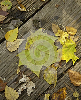 Autumn Fallen Leaves on Old Wood