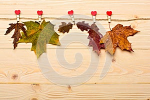 Autumn fallen leaves pinned on twine with tiny pins with hearts. Collection concept. Maple and oak dried leaf on natural