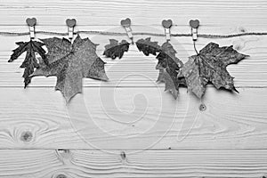 Autumn fallen leaves pinned on twine with tiny pins with hearts. Collection concept. Maple and oak dried leaf on natural
