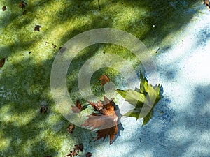 Autumn fallen leaves on the shore of an artificial pond in the light of the evening sun, autumn is coming soon