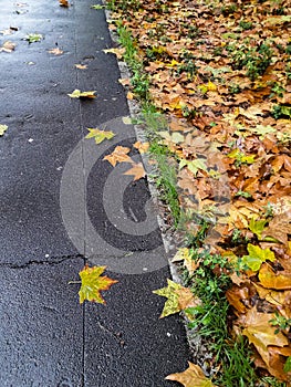 Autumn fallen leaves on the street. Wet leaves and  rainy day in Bucharest