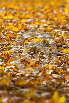 Autumn fallen leaves. Yellow natural background. Vertical.