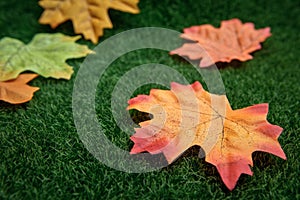 Autumn fallen maple leaf on the green lawn