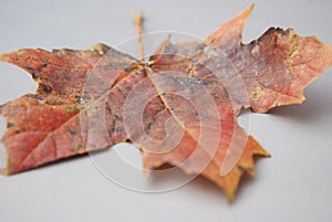 Autumn fallen maple leaf isolated on gray background with copy space