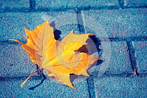 Fallen maple leaf on sidewalk