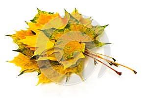 Autumn fallen maple leaves isolated on white background. Set of yellow, orange and green leaves.