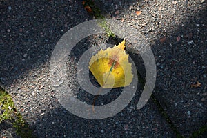 Autumn fallen yellow leaf in a blur of sunlight on the sidewalk. First fall day.