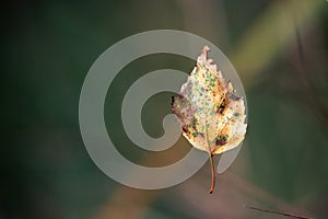 Autumn falling leaf