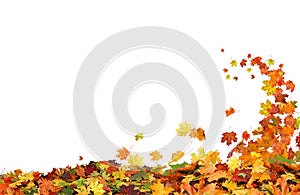 Autumn falling leaves