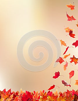 Autumn falling leaves