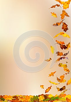 Autumn falling leaves