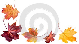 Autumn falling leaves. Autumn design. Templates for placards, ba