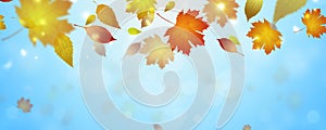 Autumn falling leaves banner