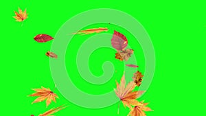 Autumn falling leaves on green screen chroma key editable background
