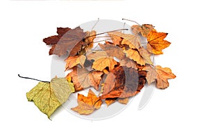 Autumn falling leaves isolated on white background